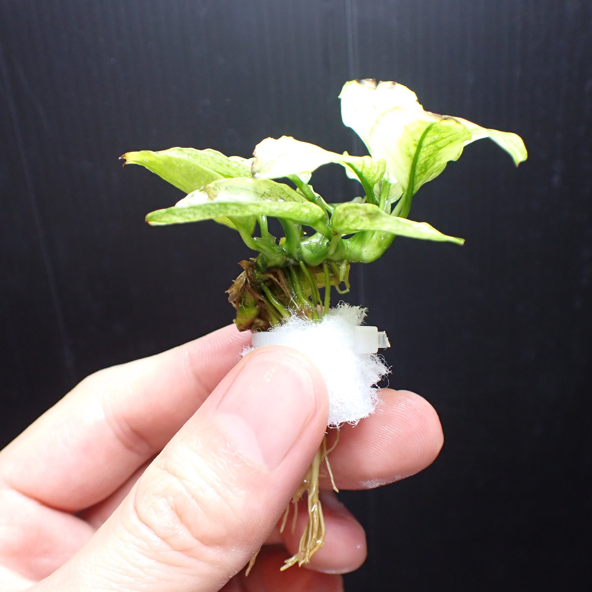 Aquarium Kind 今週は変わり種が色々と入荷しております 前回好評だったアヌビアス ナナ ミニの斑入りですが 今回は普通のナナの斑入りで入荷しております このファームの分はかなり白い ほぼピント というかピント 葉先に少し痛みがありますが