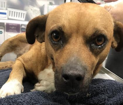 PrimalAwakening's tweet image. 💙Cohen💙 (45951478), adult Chihuahua mix, possibly hit by a car. Has broken pelvis &amp;amp; possible inguinal hernia. Is definitely going to need more intensive than shelter can provide. Cohen is still seeking a rescue! #RESCUE #PVASTX #FOSTER. #PLEDGE at link👇
facebook.com/groups/4715307…