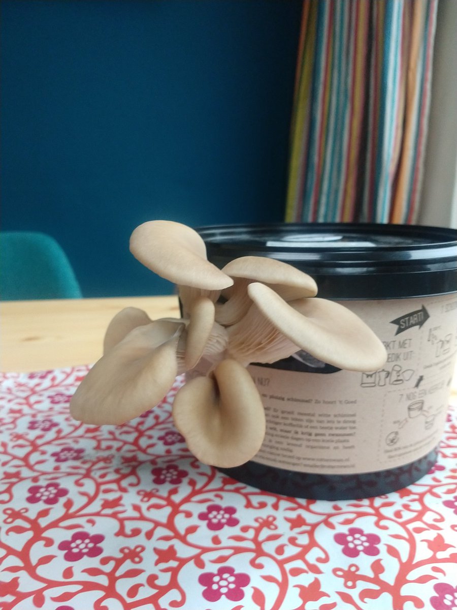 Ik zing hier elke ochtend. Ohohh it's magic! #rotterzwam