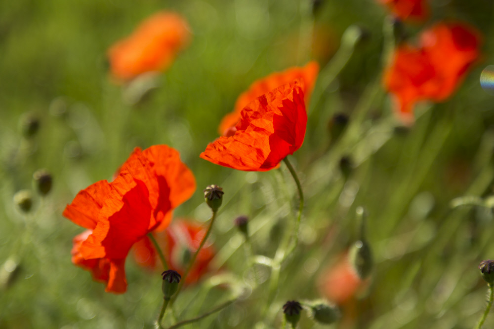 nationaltrust's tweet photo. We will remember them. https://t.co/mxZfHYBA1S