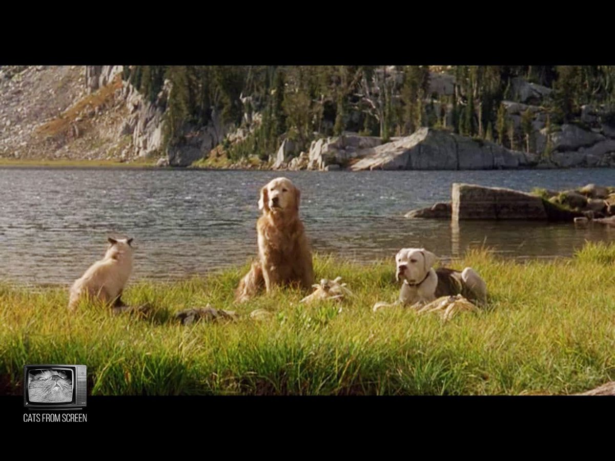 CatsScreen's tweet photo. Pretty Sassy from Homeward Bound: The Incredible Journey (1993).

#catsfromscreen #дорогадомой #пушистики #homewardbound #кино #котики #котэ #котей https://t.co/LxsiwpnDE7