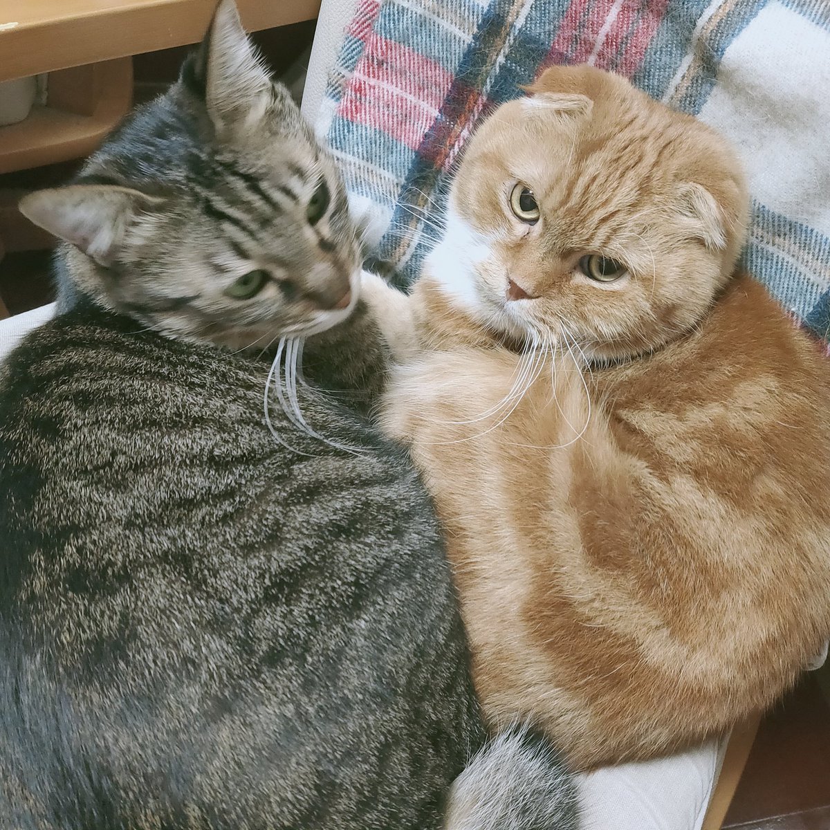 bananabu_ke's tweet photo. きなこ あんこ 2020.11.9 #ankina https://t.co/01bL5Bok8v