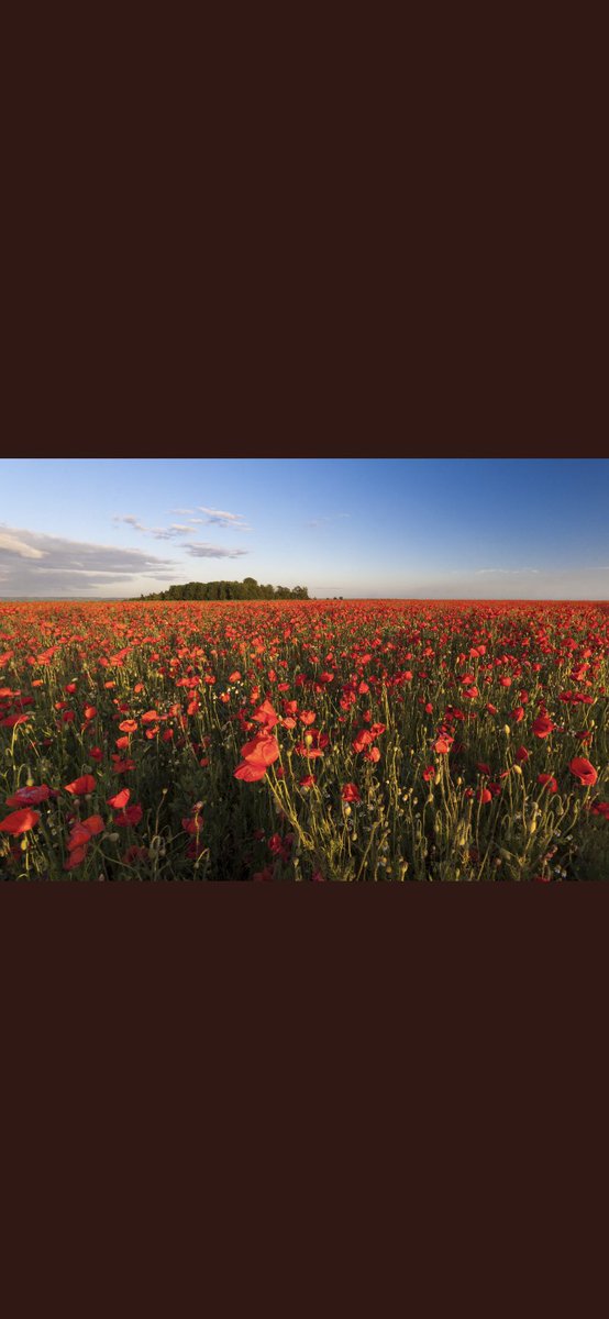RusticoResort's tweet photo. To those who have served or continue to sacrifice for this country...thank you and God bless you. #RemembranceDay  #lestweforget2020 https://t.co/cPChspE0OD