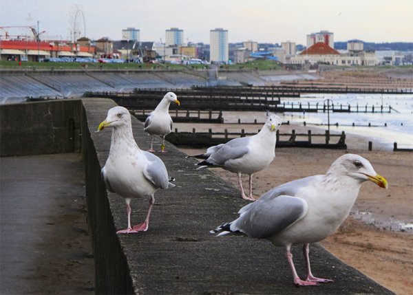 BantshireUni's tweet photo. The Waterfowl University Rankings (round 1/7), featuring the @aberdeenuni Seagulls*, @aberuni Giant Duck, @astonuniversity Geese, and @uniofbuckingham Bailey the Swan.

Vote in the poll below ⤵️ https://t.co/lgbMU8kItu