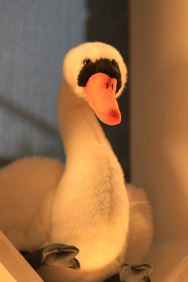 The Waterfowl University Rankings (round 1/7), featuring the <a href="/aberdeenuni/">University of Aberdeen</a> Seagulls*, @aberuni Giant Duck, @astonuniversity Geese, and @uniofbuckingham Bailey the Swan.

Vote in the poll below ⤵️