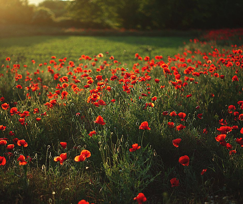 JgkSolutions's tweet photo. We will always remember those who fought and died in the line of duty to keep us free. First celebrated in 1931 we continue the tradition of respect and observance on Remembrance Day. Thank you for our freedom. 
#RemembranceDay #freedom #peace #CanadaRemembers #lestweforget2020 https://t.co/ZTlIt1ba4m