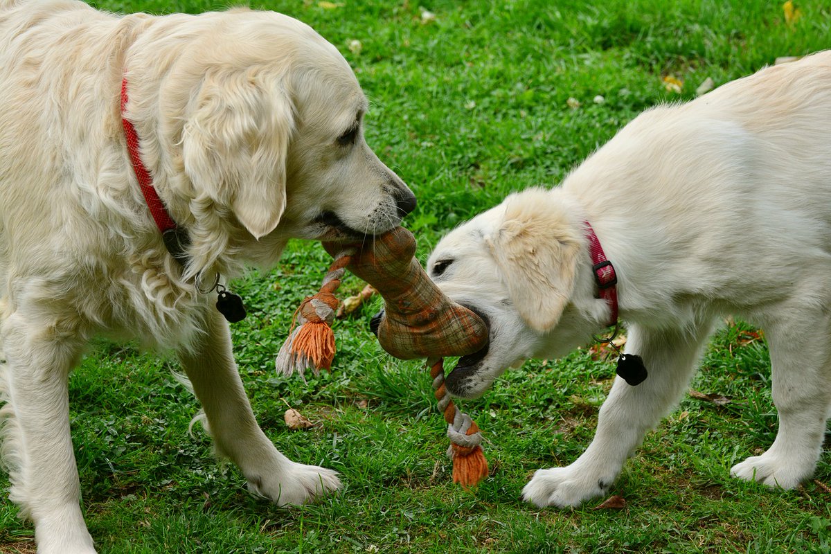 cherry brook pet supply