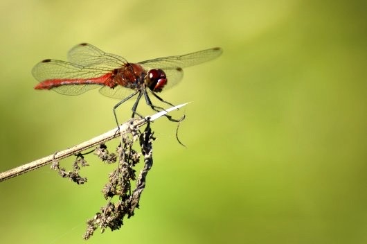 natureimagejpr's tweet photo. Sympétrum rouge sang (Sympétrum sanguineum)
Encadrement 30/40 cm. Port et emballage compris
https://t.co/LCivwvvnnC

#NaturePhotography #natureimage #photography #insects 
#naturelovers #Photographie #art #Image #beautiful #illustration #artist #artwork #painting #magnifiquephot https://t.co/h2AR49pVD4