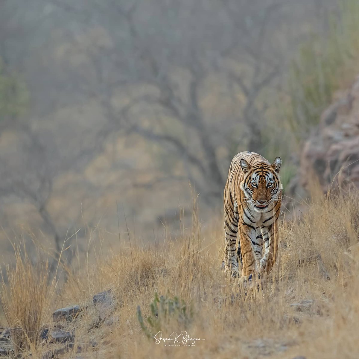 BhagraShyamk's tweet photo. Beautiful Tigress "Laila" Ranthambore Tiger reserve India 🇮🇳
Exif :
FL/560mm 1/500s f/7.1 ISO/1000 WB/manual
#IndiAves #India #wildgeography #bbcearth #naturephotography #jungle #forest #nationalpark #wildlife #natgeowild #natgeochannel #natgeoyourshot #natgeoindia https://t.co/24XyJcye4o