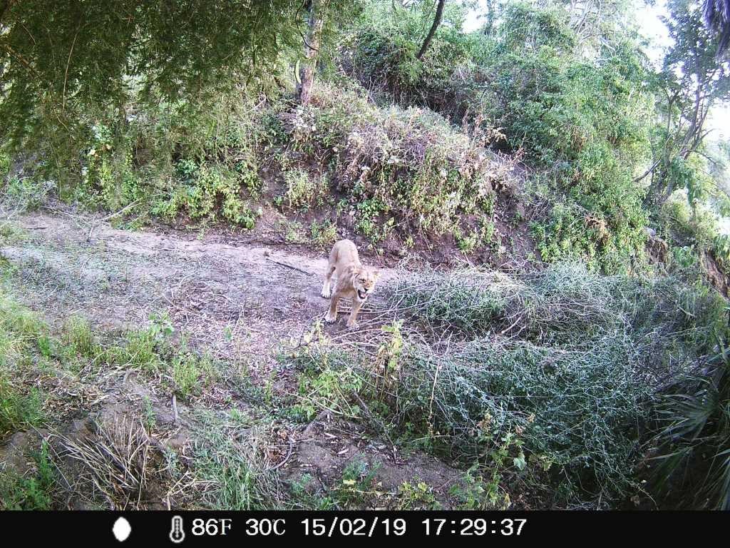 WildCRU_Ox's tweet photo. The Large Carnivore Survey of #Ethiopia combines habitat suitability models with field surveys to assess the status of #lion #leopard #cheetah #Africanwilddog #Ethiopianwolf #Spottedhyaena #Stripedhyaena @ClaudioSillero @HBauer_lion
https://t.co/Mqk5bbTzFv https://t.co/g7f1URfSDC