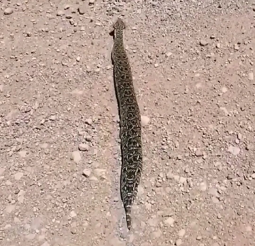 AvocadoPierre's tweet image. What a beauty. Summer is now truly here.

#bitisarietans
#puffadder