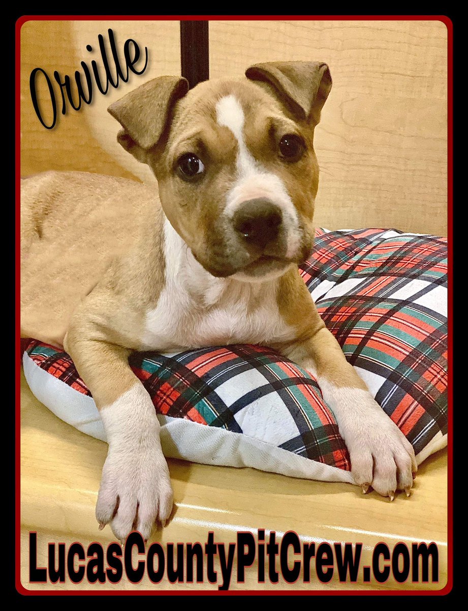 LCPitCrew's tweet image. Adorable adoptable Orville!