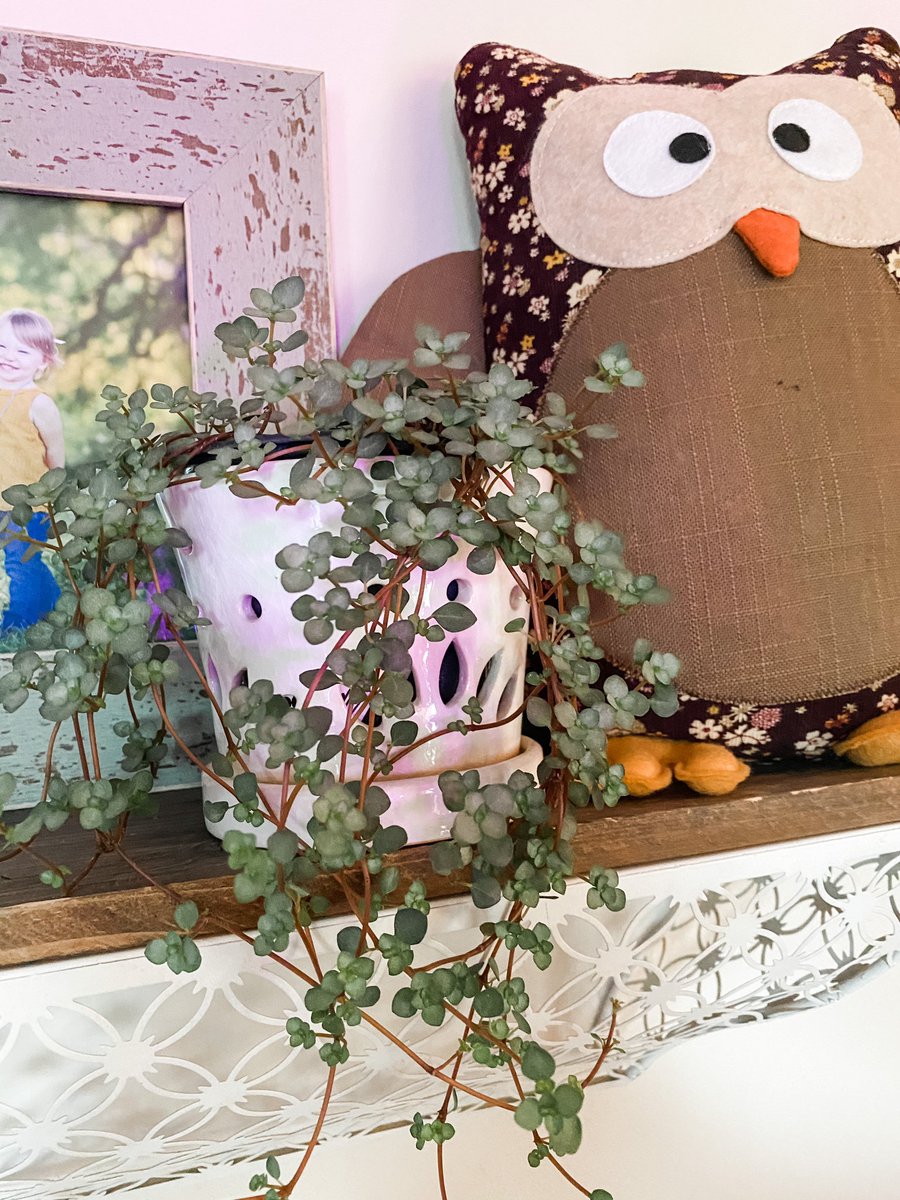 HeatherSTL's tweet photo. Name this plant! (Please) 

#planthobby #greenlife #plantlife #houseplants https://t.co/nGIOL62DVu