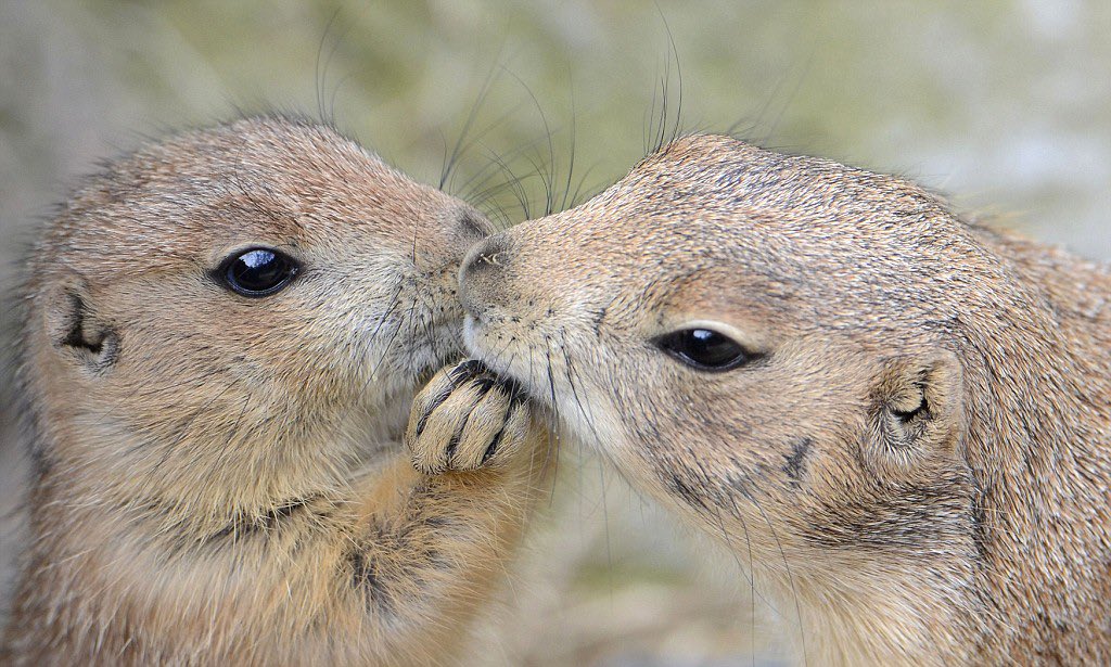 Prairie dogs kiss as a form of greeting.