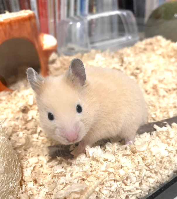 どんちゃんの最初のシルバニアファミリーみがたまらん… 