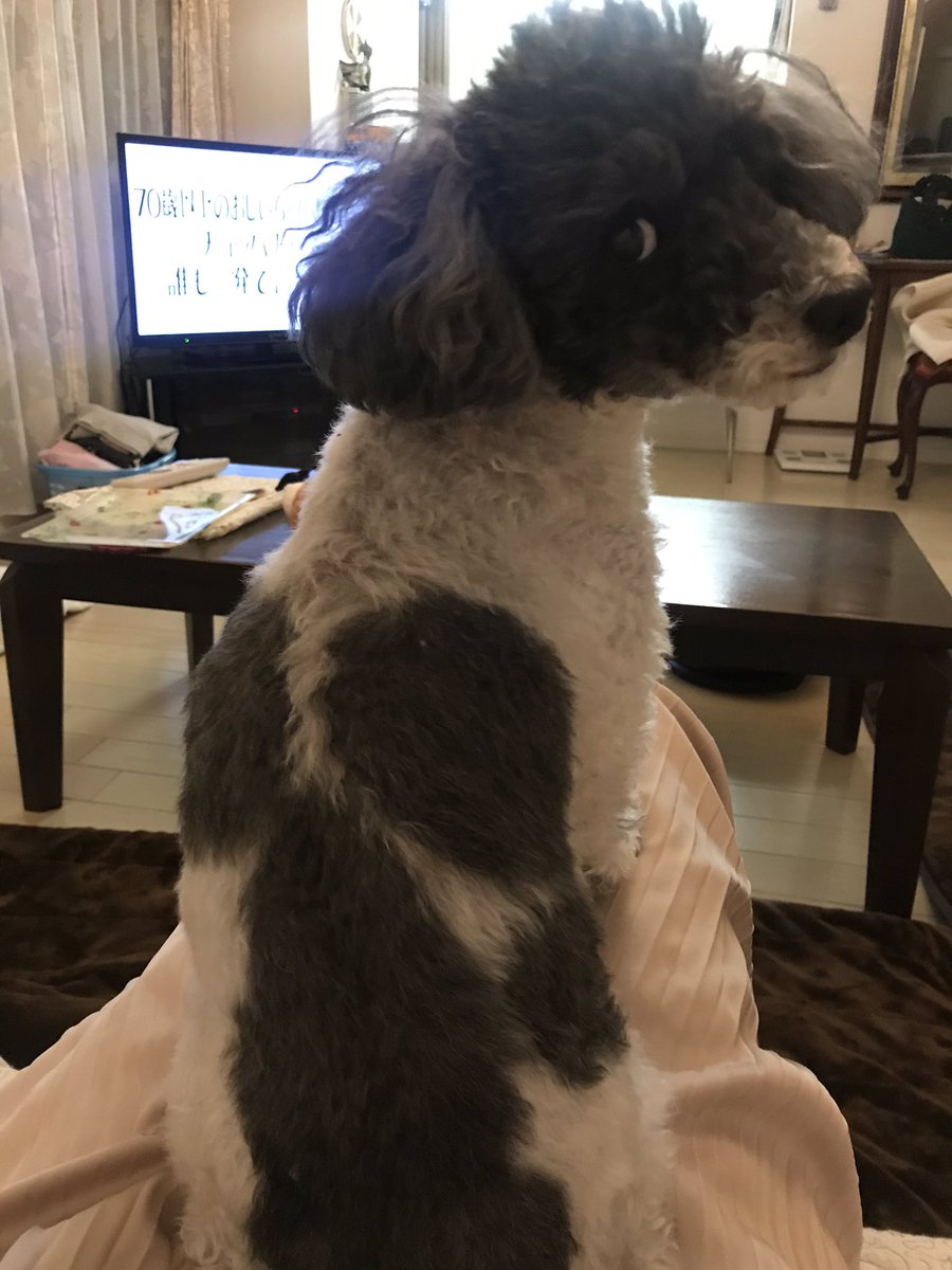 桜子 白黒ぶち柄トイプー 飼い主がお仕事から帰ってきた とりあえず 膝の上占拠 トイプードル 犬のいる幸せ ひざのうえ 幸せ