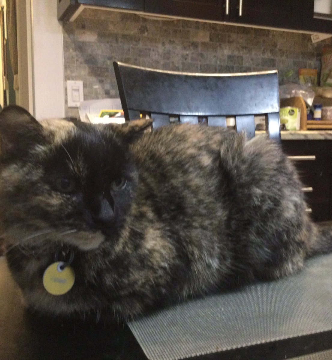 brucemayo's tweet photo. @GeneralCattis Congratulations! Here’s ours tortie rescue. Don’t know how old she is, but she’s a senior for sure. Very affectionate, lots of attitude!  Our vet says that the scrawny little torties can go on forever! https://t.co/nW66ByxY79