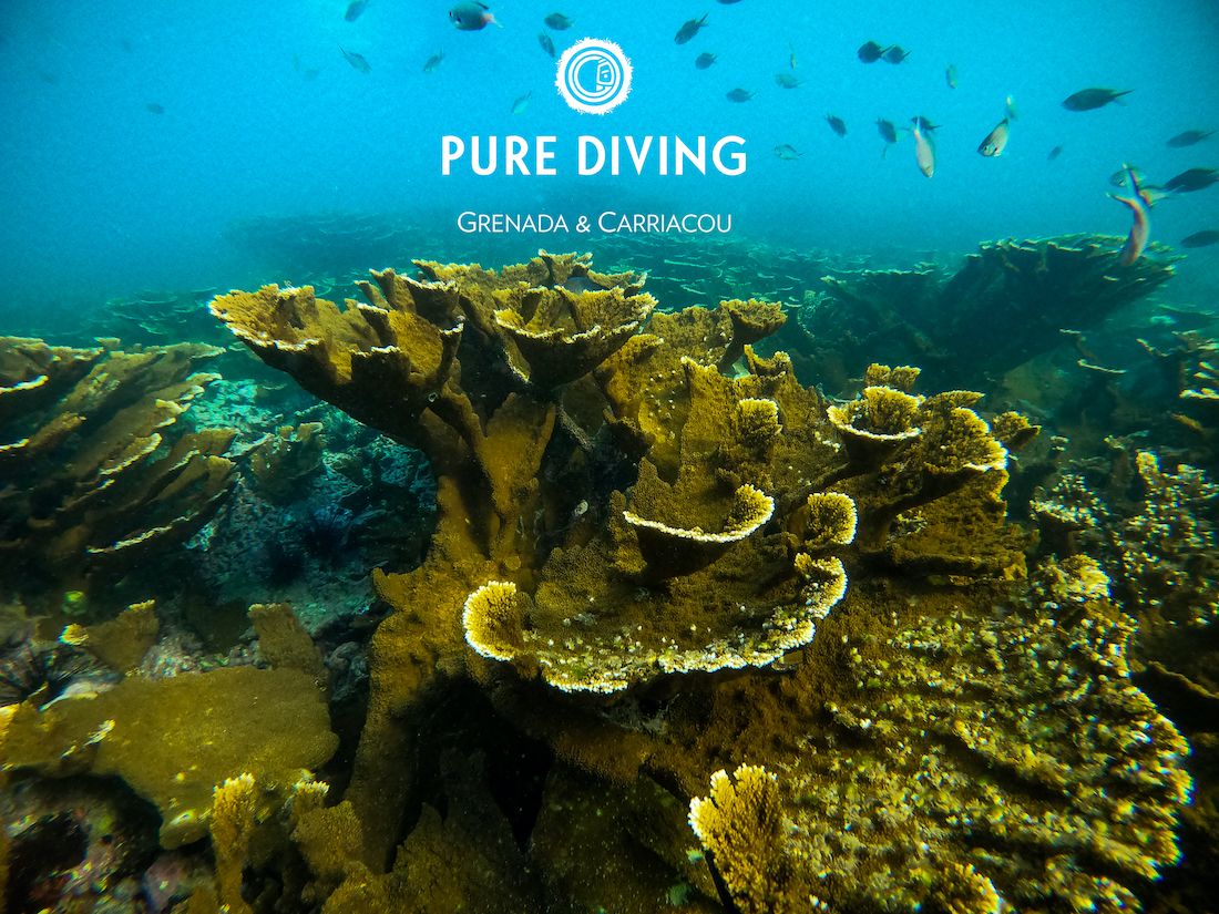 Elkhorn &amp; Staghorn #coral garden along the coastline of St. George, #Grenada. These critically endangered species historically occupied a large percentage of the #Caribbean reef landscape and are now slowly on the recovery. #PureDiving #PureGrenada #ScubaDiving #ParadiseAtHome
