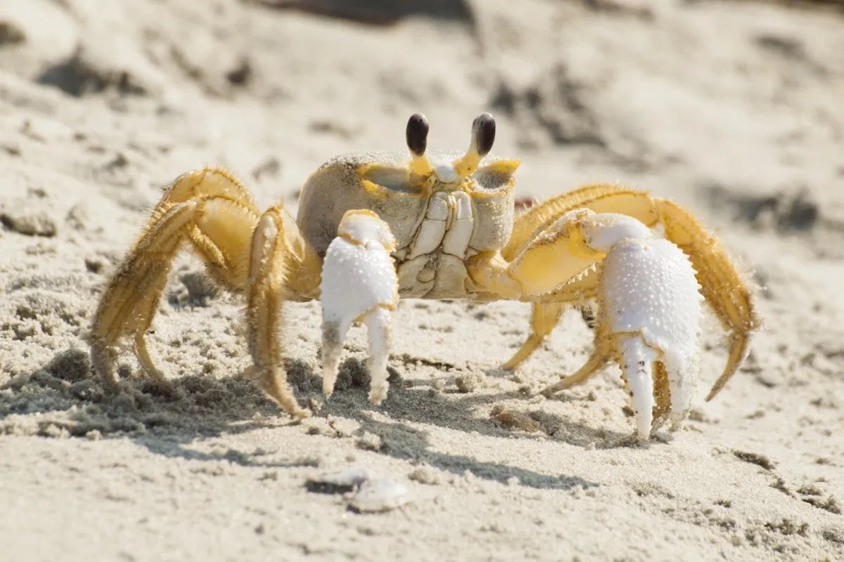 Ghost crabs are able to intimidate other creatures with their claws - but oh no, this alone wasn’t enough. They’re also able to growl like dogs to scare predators away. They make the growling sound by grinding the teeth inside their stomach against each other.