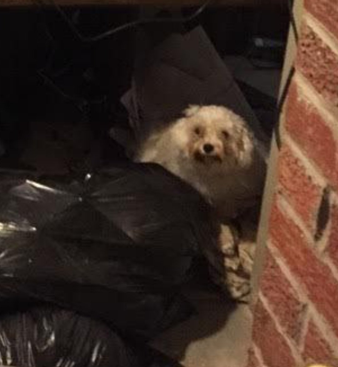 Pãul Rìppę tweet media