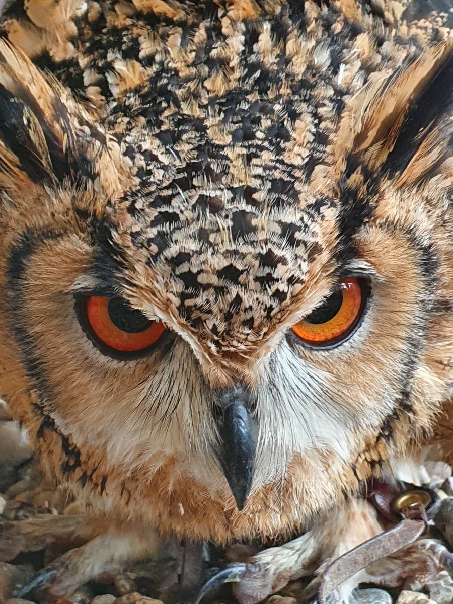 Bhuna our Bengal eagle owl posing for the camera!   Come meet bhuna for yourself!  

Half days are now 1/2 price for Christmas!  

As is all of our exotic animal experience
