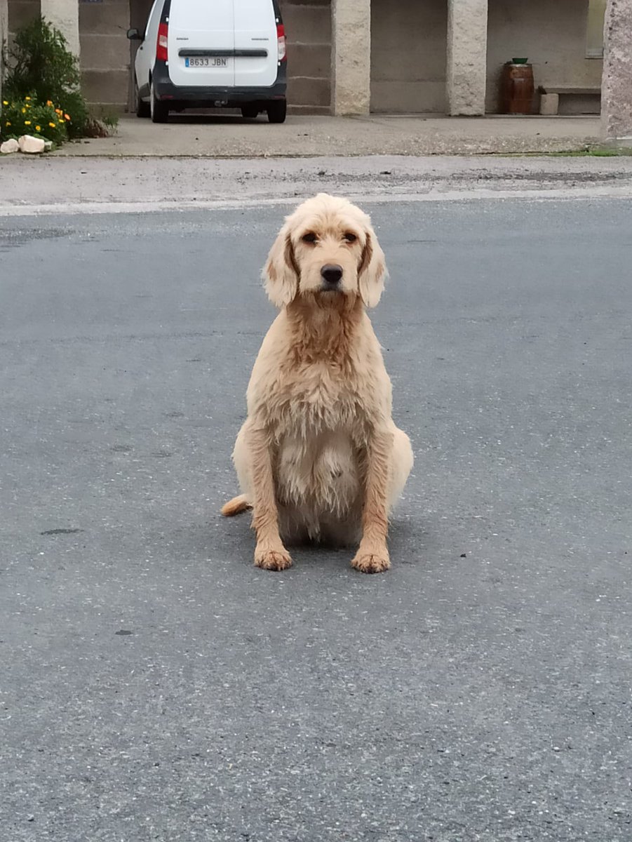 planetazarpa's tweet photo. No hemos conseguido acogida para la perrita a punto de parir en Galicia ,hemos buscado opciones y hemos encontrado una residencia temporal,hasta que podamos buscar hogar para ella y sus crías. https://t.co/yPLQlaMbgL