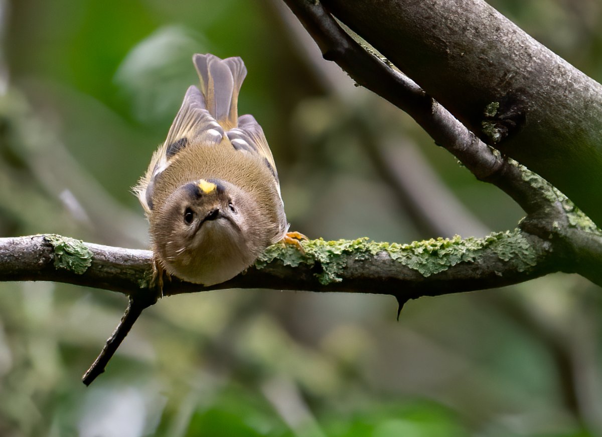 Weighing in at 5g, which is the same as a 20p, here is the #smallest #bird in the #uk  but this is the #grumpy version. The #Goldcrest #lincolnshire #sleaford #riverslea #localwildlife #sonyalpha #lincsconnect