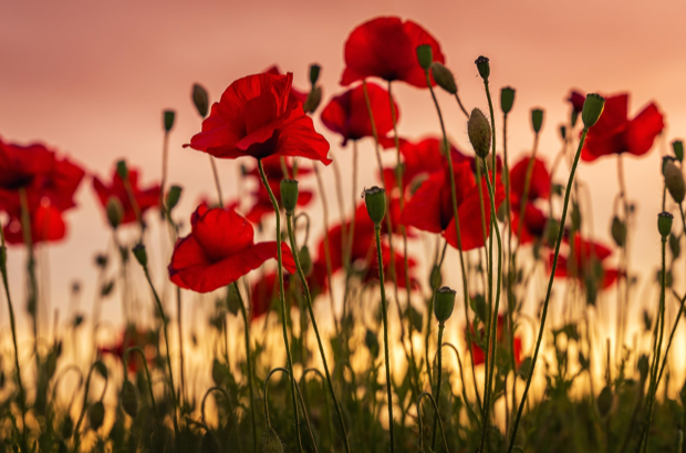 ClinicOsi's tweet photo. For all who have served and sacrificed to defend our freedom, #weremember https://t.co/N2ZxQYp6hZ