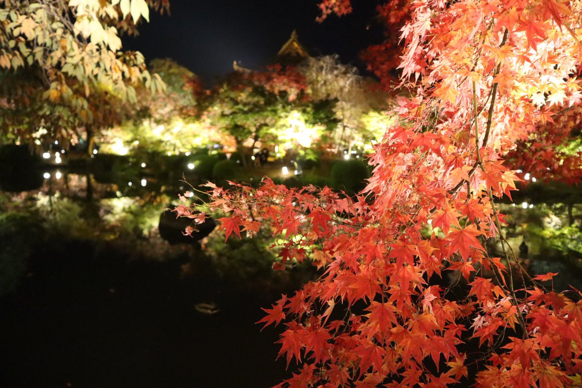 luckyoukyoto's tweet photo. 本日の東寺。あと少しで見ごろです。#東寺 #ライトアップ #tojitemple #redleave #lightingup #kyoto https://t.co/5I3Vhr4GVF