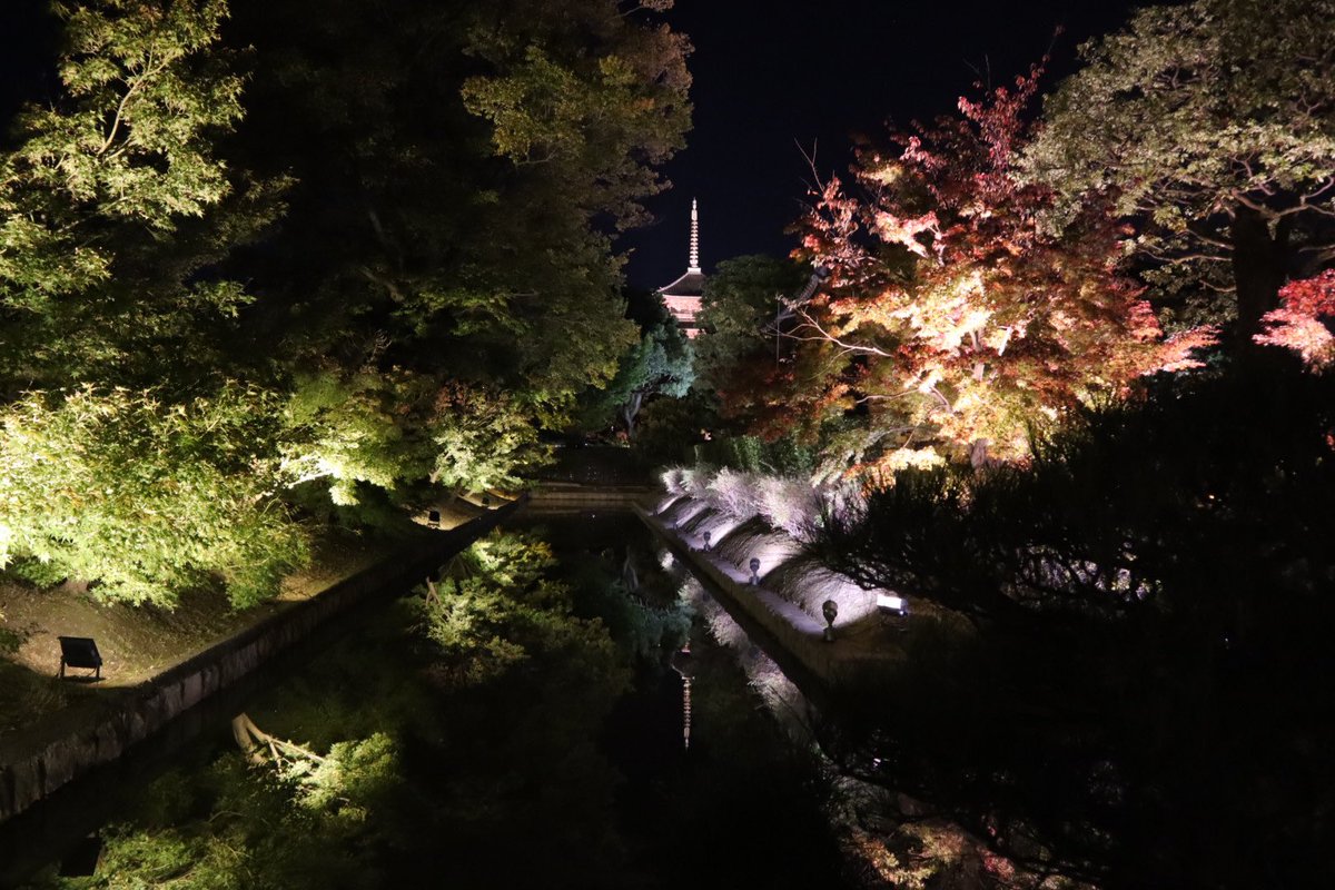 luckyoukyoto's tweet photo. 本日の東寺。あと少しで見ごろです。#東寺 #ライトアップ #tojitemple #redleave #lightingup #kyoto https://t.co/5I3Vhr4GVF