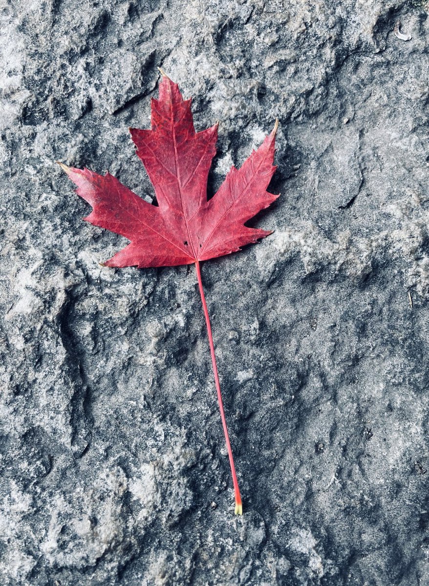 Poet_Moglica's tweet image. 📚 #SixWordStory 

“They fell for our cloudless future.”

#LestWeForget 

#RemembranceDay 
 #Canada 🇨🇦