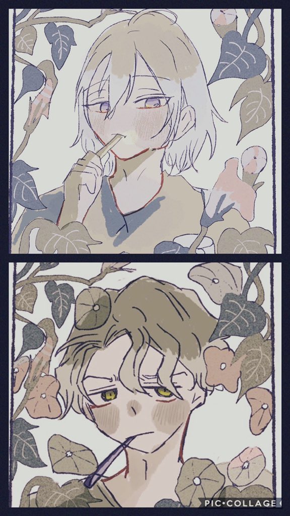アサガオ 