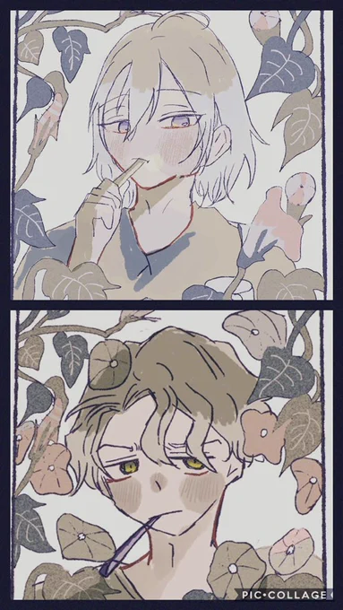 アサガオ 