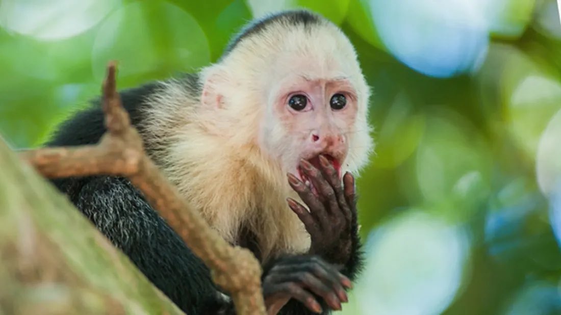 Monkeys are cute but they’re also fucking gross. Capuchins pee on their hands to wash their feet. It’s also thought they do it when they’re feeling horny to convey “warm and fuzzy” feelings to the females.