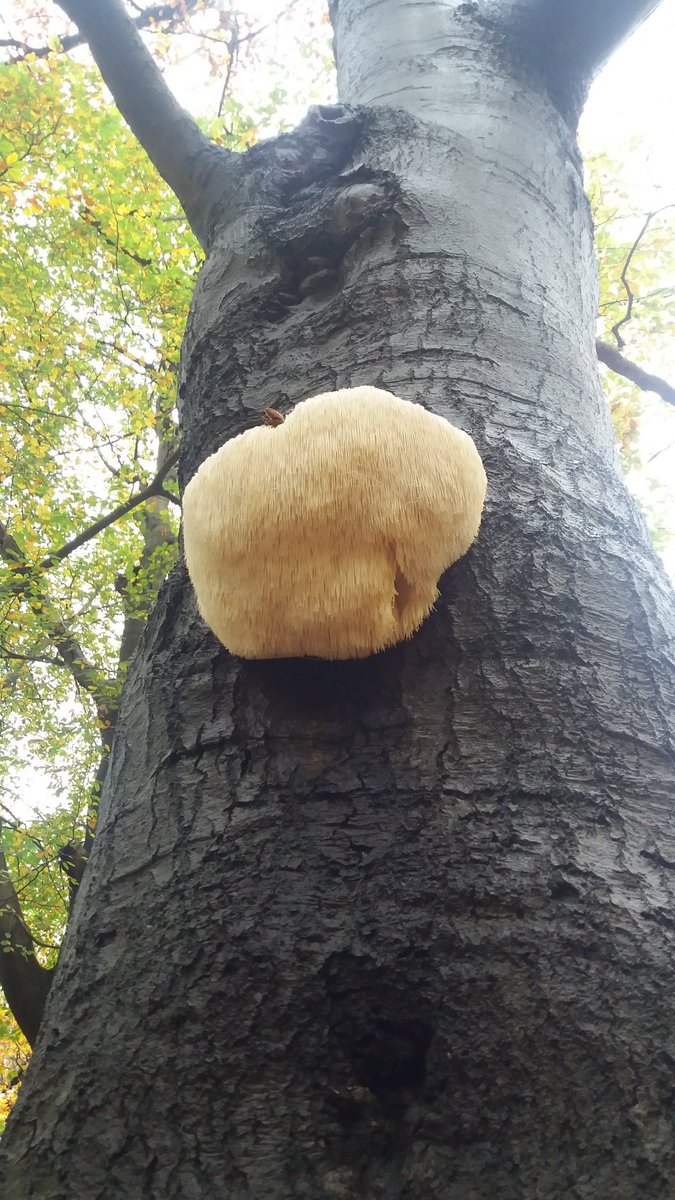 rark43's tweet photo. Mooie natuurlijke vormen https://t.co/aPVxyreCbx