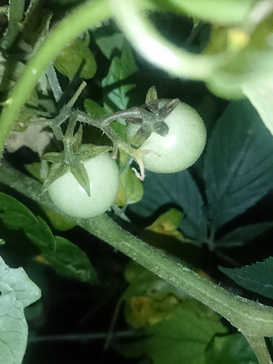 マッド菜園ティストhi D ペルビアナムハイブリッドトマト よく考えたらペルビアナムは青実だから こいつは何色に熟すかわからないな 父のペルビアナムは東京で冬を越す耐寒性があるがコイツはどうかな 毛の質感がペルビアナムに近いな 母はメキシコ野生種