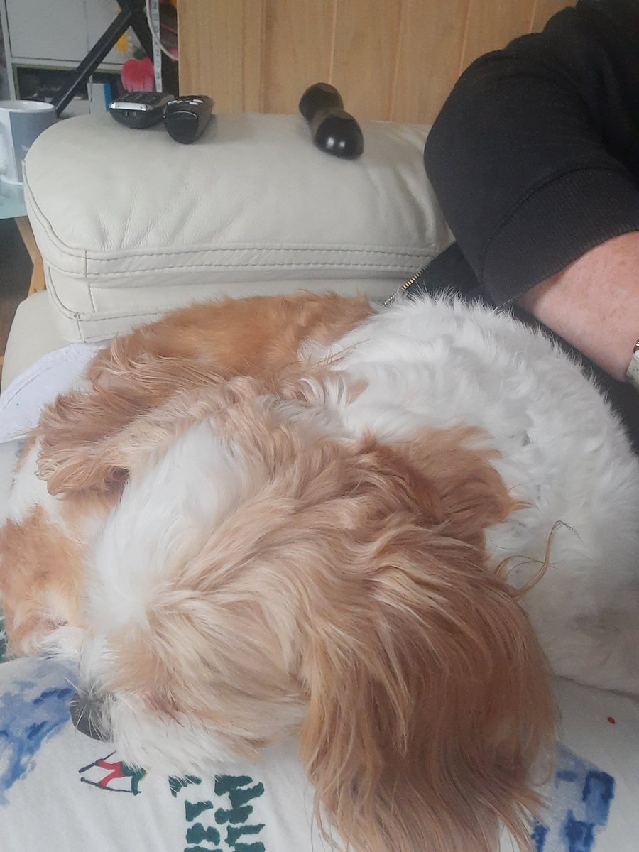 Yesterday I created a free motion embroidery picture, today I was determined to retry crochet because its beautiful.....I can't do it......Daisy the Destroyer thought she would help when I nipped to the toilet.....