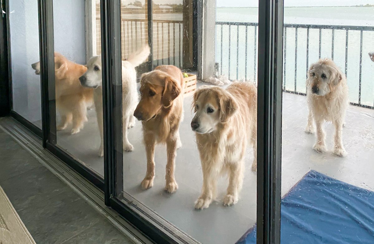 Hi, Everyone! We're still trying to get Twitter to let us back into <a href="/TheGoldenRatio4/">The Golden Ratio</a>*
Since it's taking so long, we're temporarily using Queso's account as the backup Golden Ratio Account. Follow here for all the usual content &amp; plz share!

*HEY @TwitterSupport HELP US FIX THIS!