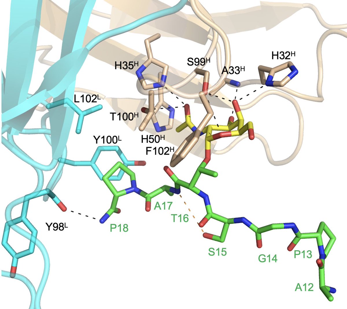 pcorzana's tweet photo. Our paper on insights into molecular recognition of MUC1 glycopeptides by the antitumor 5E5 antibody is now published in Chem. Commun. https://t.co/mTMmZd2ozx Great collaboration @unirioja @RamonHu08403543 , @gbernardes_chem , @juanluisaa @cphglyco , @RFiammengo, and @NOVAunl https://t.co/WGsLuBcqvO