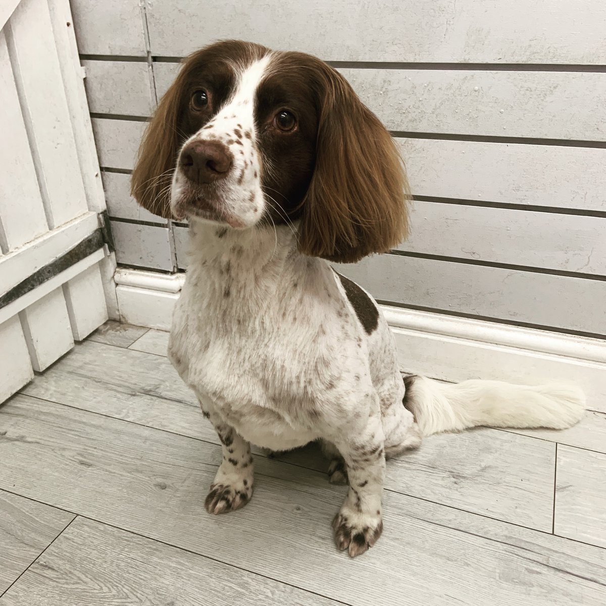 AlfAndBear's tweet photo. Tilly 💗Sweet Girl 🐶
#doggroomer #doggrooming #springerspaniel #dogs #dogspa #doggroomingsalon #dogoftheday #dogsoftwitter #geordiedogs #dogsofnewcastle #nefollowers #newcastleupontyne https://t.co/5uidcVBSUo
