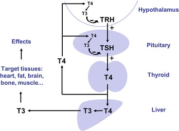 Her early research showed that thyroxine (T4) is converted to triiodothyronine (T3), both of which are responsible for regulation of metabolism. She also developed radioimmunoassays for the detection of these metabolites.