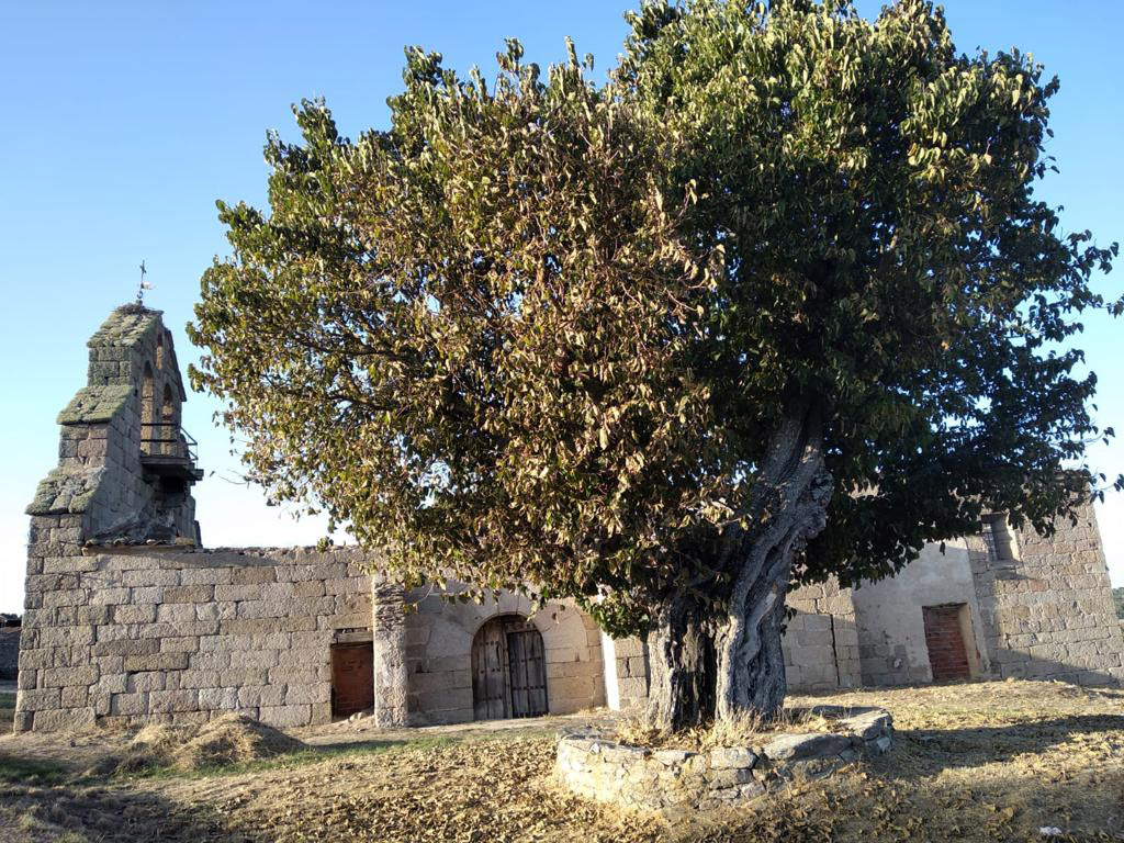 patrimonionat's tweet photo. Dos árboles de #CyL aspiran a representar a nuestro país en el concurso europeo del 2021 #Treeof theyear: Moral San Silvestre en #Salamanca y #MoralVilloviado en #Burgos . En este enlace puede apoyarlos (hasta el día 20/11) https://t.co/TuYSso3f1m https://t.co/vqr1ZJO51g