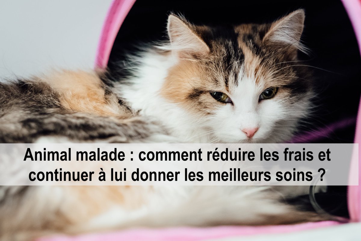 stef_Compare's tweet photo. Chien ou Chat malade ? 🤒
Comment réduire les frais chez le vétérinaire et continuer à le soigner dans les meilleures conditions ?
🐶https://t.co/biI2EOtWW6
Faites une simulation en assurance santé animaux : https://t.co/gzM5V3XDST
#animaux #chienmalade #chatmalade https://t.co/bL2vg22Trz
