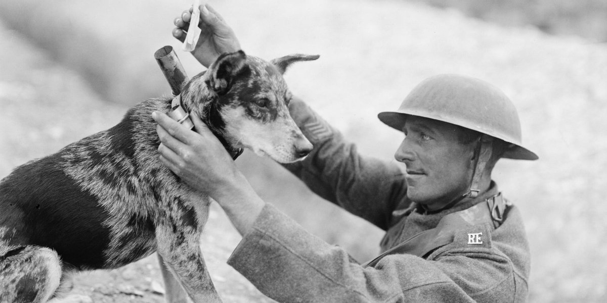 Battersea_'s tweet image. This #ArmisticeDay, we're taking some time to commemorate the animals that served for us at wartime. Dogs like Jack, an ex-Battersea recruit, braved dangerous terrain that couldn't be crossed on foot during WW1 in order to deliver valuable messages and maps. 💙
