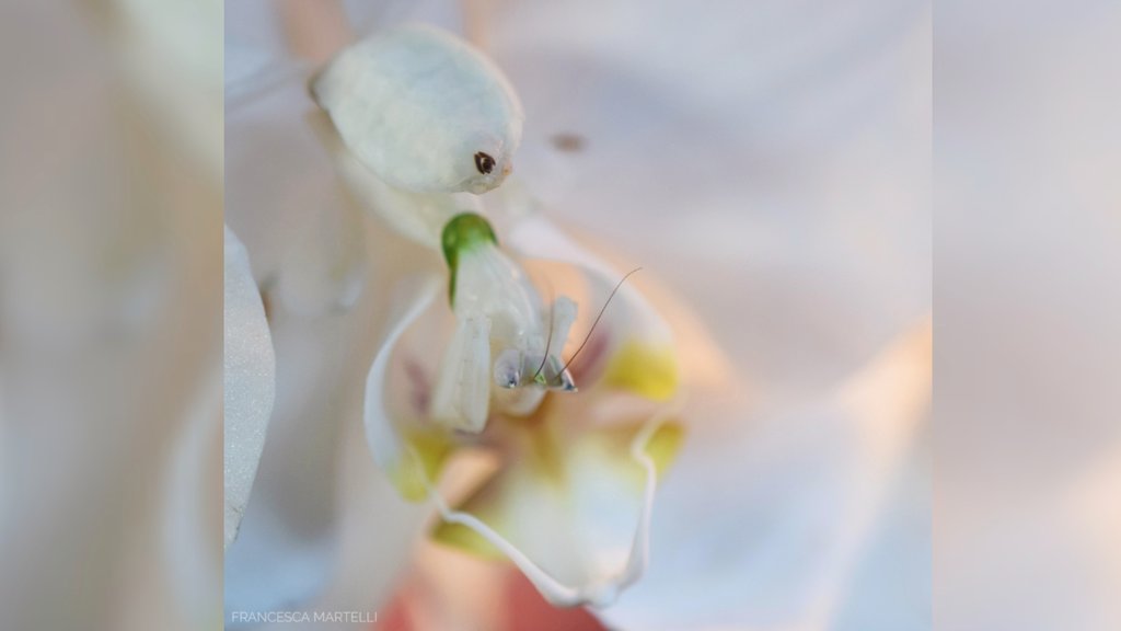 ceschina__'s tweet photo. Hymenopus coronatus - Orchid Mantis🌺
Can you see it?
#orchid #mantis #orchidmantis #entomology #camouflage #mimicry #kriptos https://t.co/ee53CIqv8o