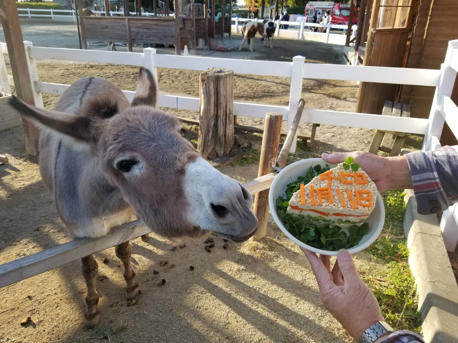 東武動物公園 公式 リュウくん 今日11月11日は ふれあい動物の森にいる ロバのチヒロちゃんの 18歳のお誕生日 大好きな飼育係さんから おからのケーキをもらって 美味しそうに食べていました チヒロちゃん おめでとう 東武動物公園 ロバ