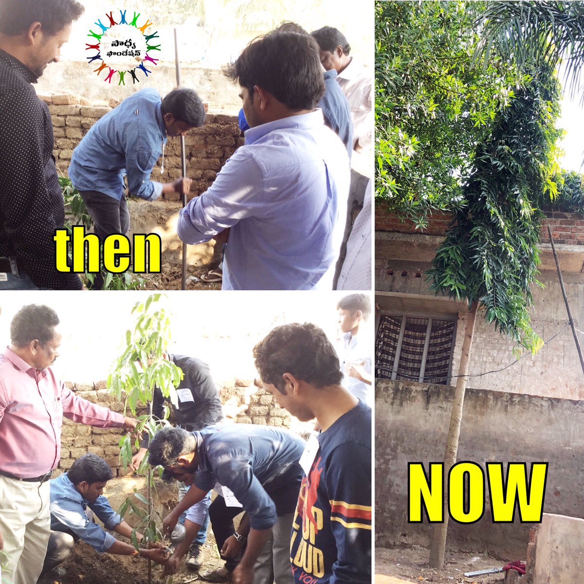 Saadhya_F's tweet photo. #నాడు-#నేడు
#15Jan2017 - #11Nov2020
#3Years for this beauty
#Real_happiness
#Saadhya_plantation

The first year it #slept, second year it #crept, the third year it #leapt ❤️ https://t.co/VRwtdmQhh6