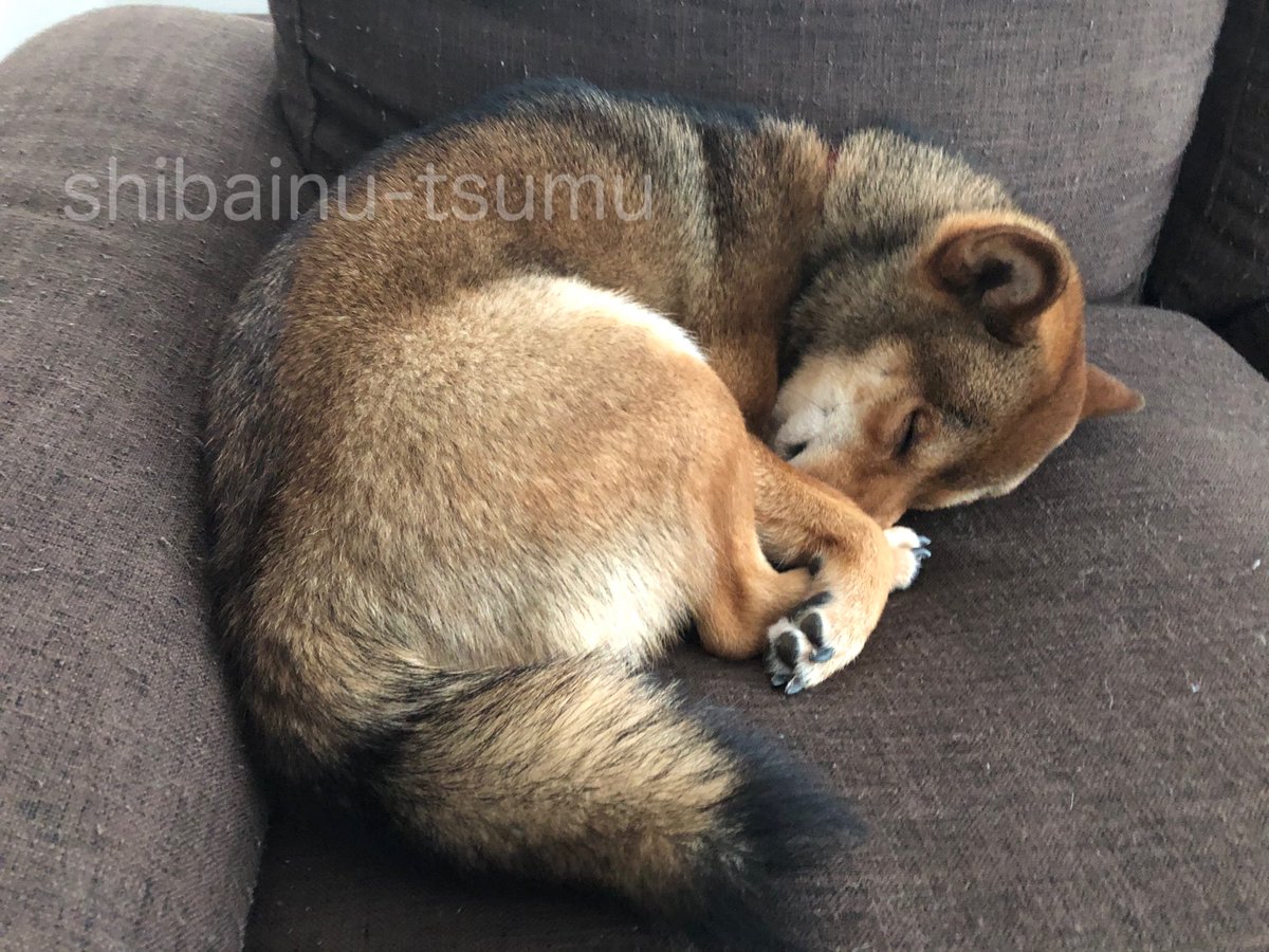和み犬 柴犬つむ A Twitter コンパクト収納柴犬 寒くなってきて もの凄く丸まって寝る時が増えました Shibainu 柴犬 柴犬かわいい Shibainu Tsumu 柴犬つむ Doglover Dogoftheday 愛犬 犬好きな人と繋がりたい いぬら部 柴犬大好き T Co 和み犬 柴犬つむ A Twitter コンパクト収納柴犬 寒くなってきて もの凄く丸まって寝る時が増えました Shibainu 柴犬 柴犬かわいい Shibainu Tsumu 柴犬つむ Doglover Dogoftheday 愛犬 犬好きな人と繋がりたい いぬら部 柴犬大好き T Co