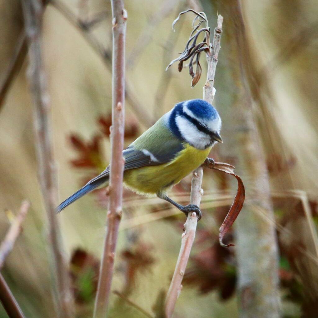 AssensNatur's tweet photo. Blåmejse på jagt efter føde på Jordbassinerne i Assens🐦#assensnatur #visitfyn #fyn #nature #drvejr #visitdenmark #naturelovers #natur #denmark #danmark #dänemark #landscape #assens #total_denmark #motivation #mitassens #vildmedfyn #fynerfin #vielskernaturen #mejse #visitassen… https://t.co/HxKtXFJoYp