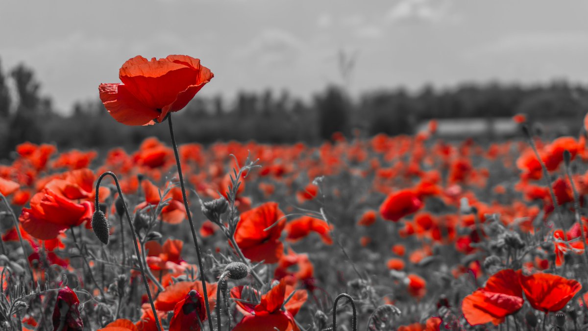LinxIntGroup's tweet image. “At the eleventh hour on the eleventh day of the eleventh month – we will remember them.&quot; Today we remember all those who paid the ultimate sacrifice in armed conflict #WeWillRememberThem
